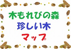 木もれびの森の珍しい木