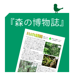 こもれびの森 博物誌