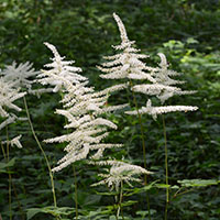 こもれびの森　草花・野鳥　相模原市