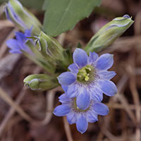 こもれびの森　草花・野鳥　相模原市