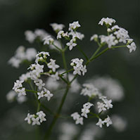 こもれびの森　草花・野鳥　相模原市