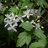 こもれびの森　草花・野鳥　相模原市