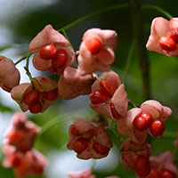 こもれびの森　草花・野鳥　相模原市