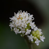 こもれびの森　草花・野鳥　相模原市