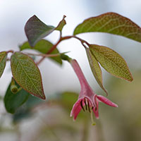 こもれびの森　草花・野鳥　相模原市