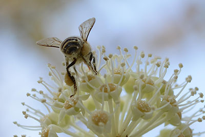 どうぞ、こもれびの森（相模原市）へ！