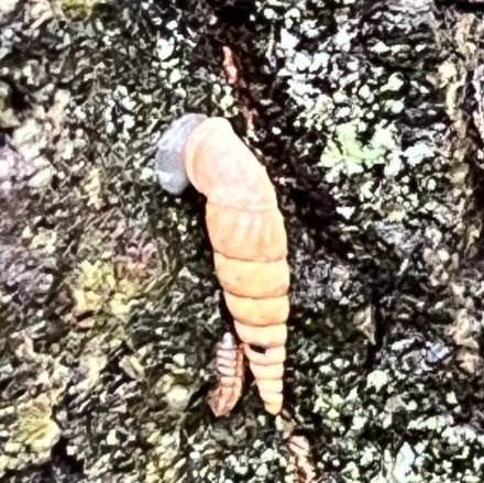 虫