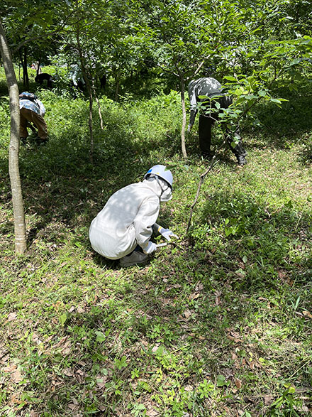 草刈り