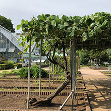 東京都薬用植物園のクズ
